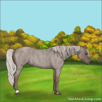 Horse Color:Silver Blue Roan Sabino