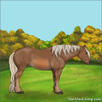 Horse Color:Chocolate Palomino