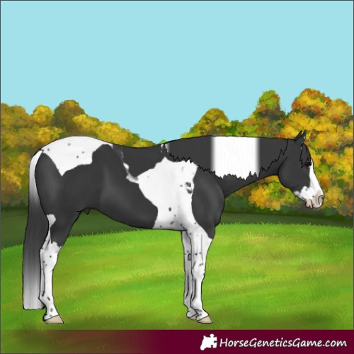 Horse Color:Black Splash Tobiano