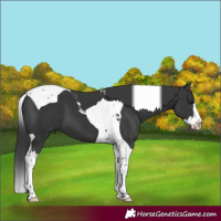 Horse Color:Black Splash Tobiano