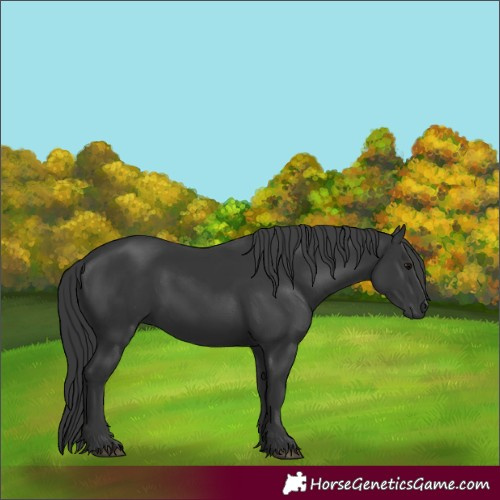 Horse Color:Black 
