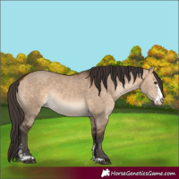 Horse Color:Bay Dun Sabino Rabicano