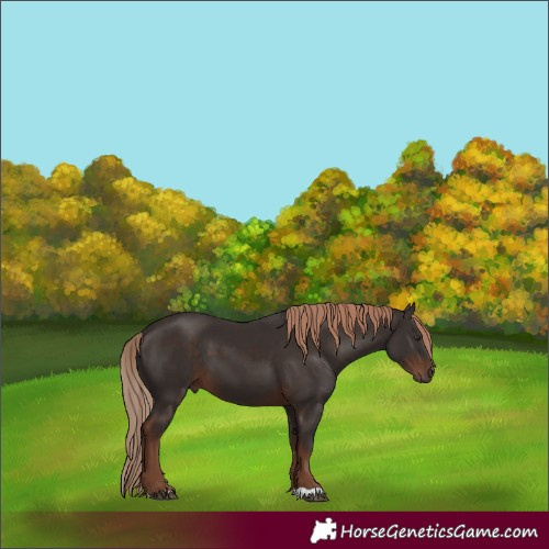 Horse Color:Liver Chestnut