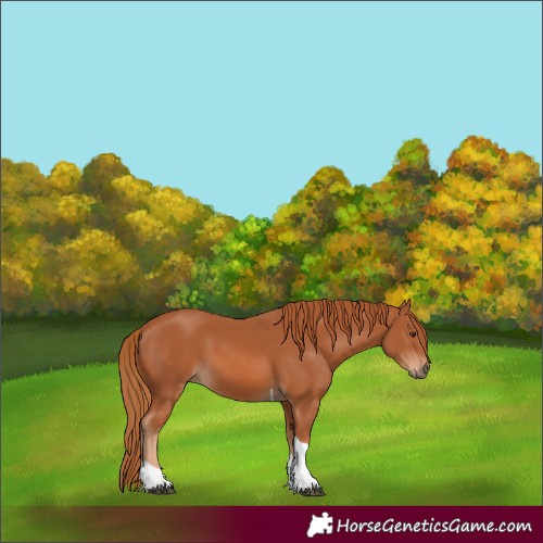 Horse Color:Chestnut Tobiano