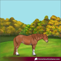 Horse Color:Chestnut Tobiano