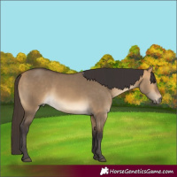 Horse Color:Buckskin Dun
