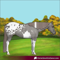 Horse Color:Grullo Tobiano Blanket 