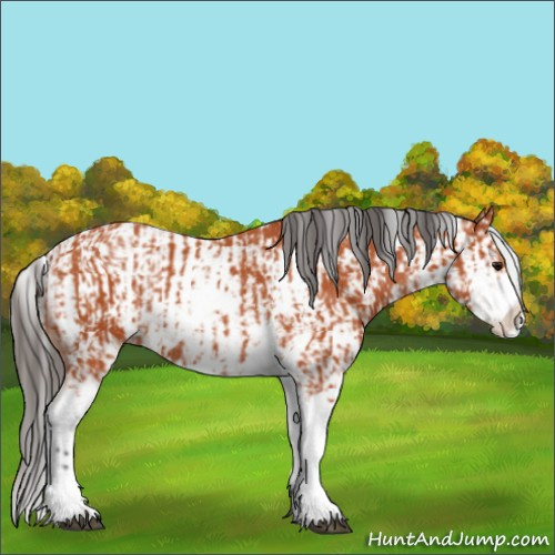 Horse Color:Bay Sabino and Bay Sabino Rabicano