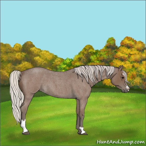 Horse Color:Silver Blue Roan Sabino 