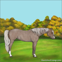 Horse Color:Silver Blue Roan Sabino