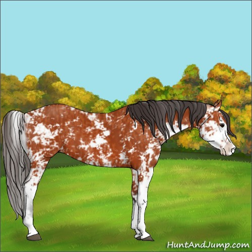 Horse Color:Bay Sabino  and Bay Sabino 