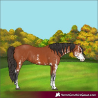 Horse Color:Bay Sabino  and Bay Sabino 