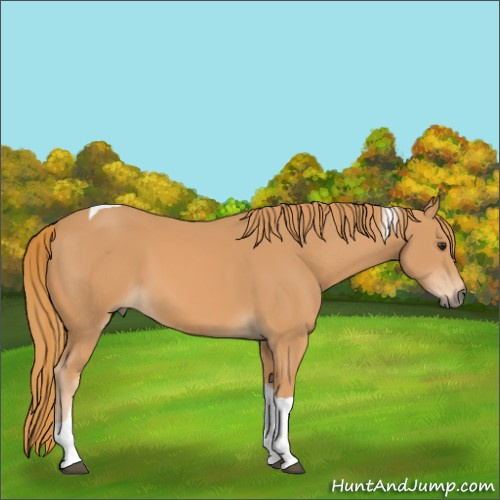 Horse Color:Chestnut Tobiano 
