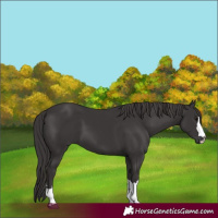 Horse Color:Smoky Black 