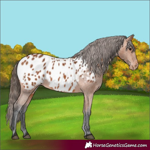 Horse Color:Bay Appaloosa 
