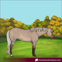 Horse Color:Silver Brown Dun 