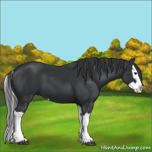 Horse Color:Black Splash
