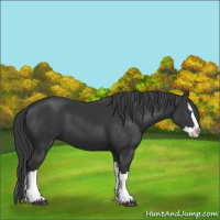 Horse Color:Black Splash