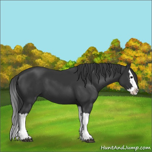 Horse Color:Black Splash 