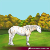 Horse Color:Silver Classic Cream Champagne Dun Sabino Splash Appaloosa Rabicano