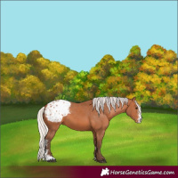 Horse Color:Silver Bay Sabino Appaloosa 