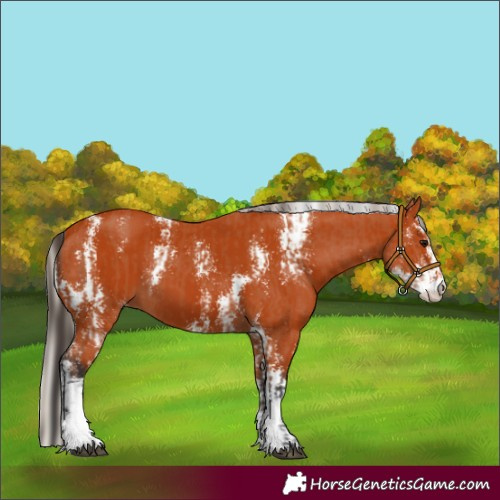 Horse Color:Bay Sabino and Silver Bay Sabino