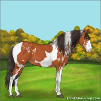 Horse Color:Bay Sabino  and Bay Sabino Tobiano 