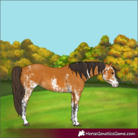 Horse Color:Buckskin Sabino  and Buckskin Sabino 