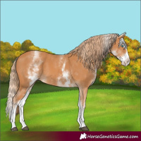 Horse Color:White Spotted Chestnut Splash 