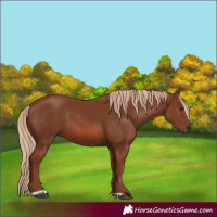Horse Color:Chestnut 