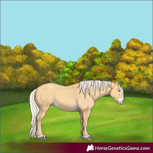 Horse Color:Silver Amber Cream Champagne Dun Sabino Rabicano