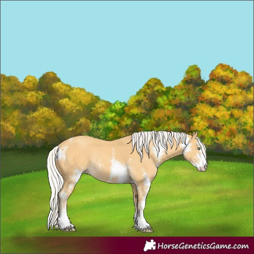 Horse Color:Silver Amber Cream Champagne Sabino Rabicano 