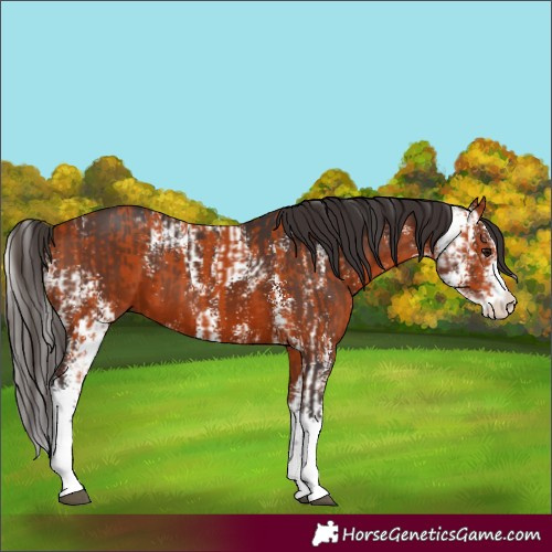 Horse Color:Bay Sabino  and Bay Sabino 