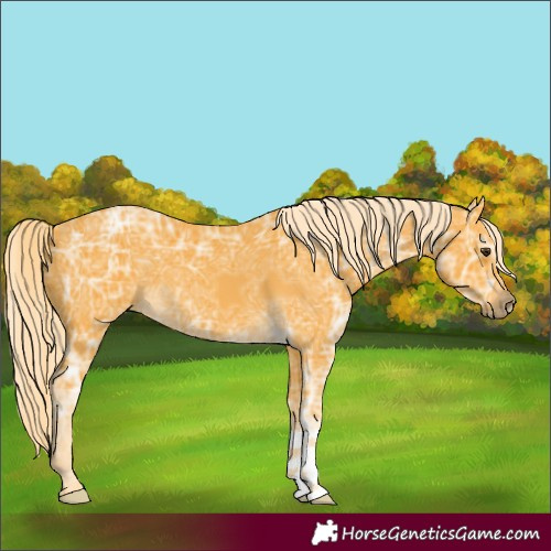 Horse Color:Palomino Ice 