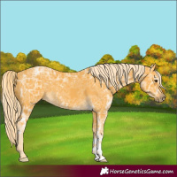 Horse Color:Palomino Ice 