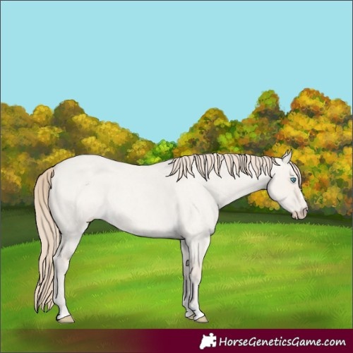 Horse Color:Smoky Creme Roan Dun 