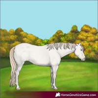 Horse Color:Smoky Creme Roan Dun 