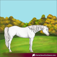 Horse Color:Smoky Creme Roan Dun 