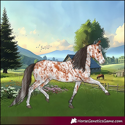 Horse Color:Bay Sabino  and Bay Sabino 