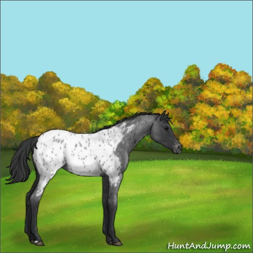 Horse Color:Blue Roan Appaloosa 