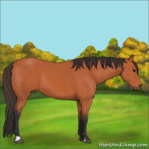 Horse Color:Unknown 