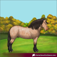 Horse Color:Bay Dun  and Bay Dun 