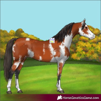 Horse Color:Bay Sabino and Bay Sabino