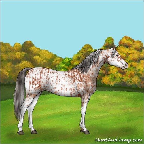 Horse Color:Bay Sabino  and Amber Champagne Sabino 