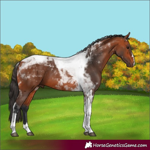 Horse Color:Bay Tobiano 