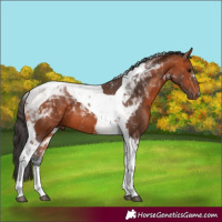Horse Color:Bay Tobiano 