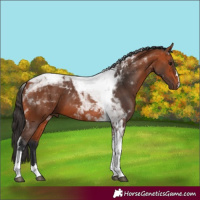 Horse Color:Bay Tobiano 