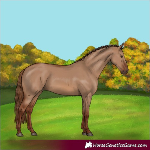 Horse Color:Red Dun