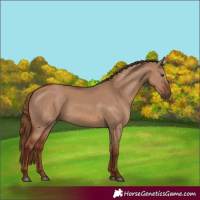 Horse Color:Red Dun