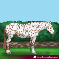 Horse Color:Chestnut Appaloosa